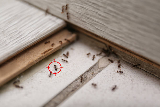 Best Wasp Removal Services  in Kimberling City, MO
