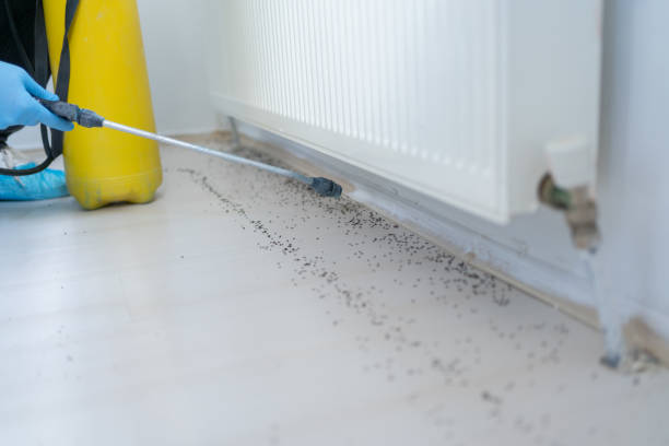 Best Pest Removal Services  in Kimberling City, MO